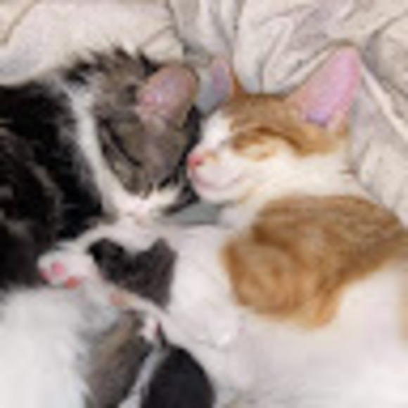 Meet your Posher, Tracy - Picture 1 of 1